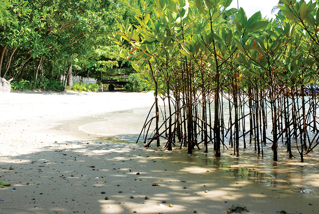 mangrove kindergarden